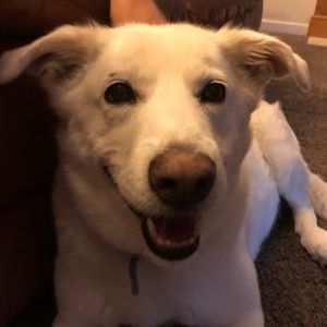 Meet your Posher, Carson